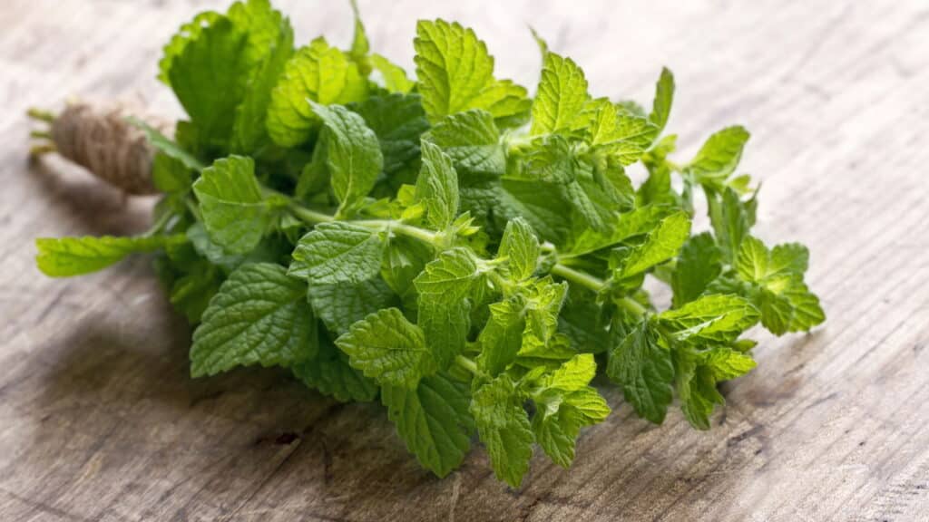 Ratos nunca mais: veja as 5 plantas que funcionam como repelente natural