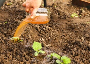 Essa receita caseira com restos de legumes é a melhor para turbinar o crescimento das suas plantas!