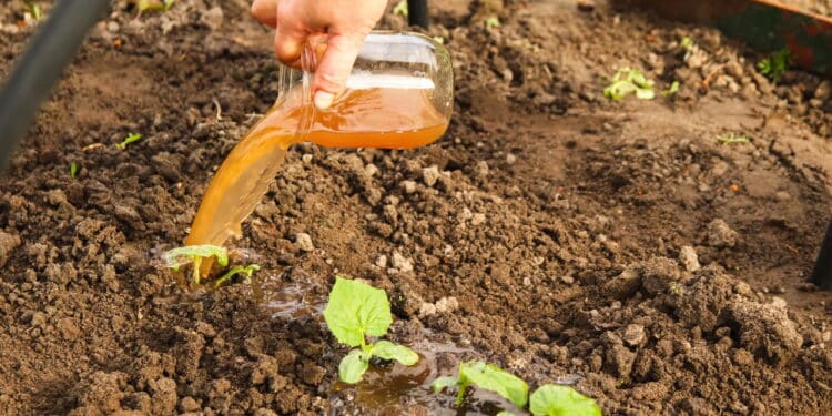 Essa receita caseira com restos de legumes é a melhor para turbinar o crescimento das suas plantas!
