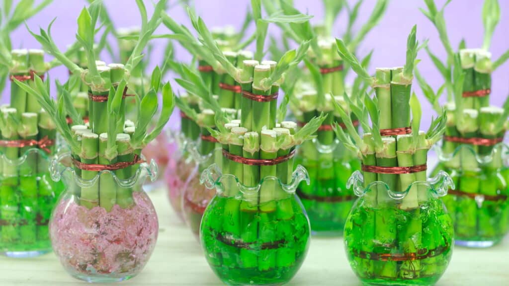 As 5 plantas mais poderosas para atrair prosperidade em casa!