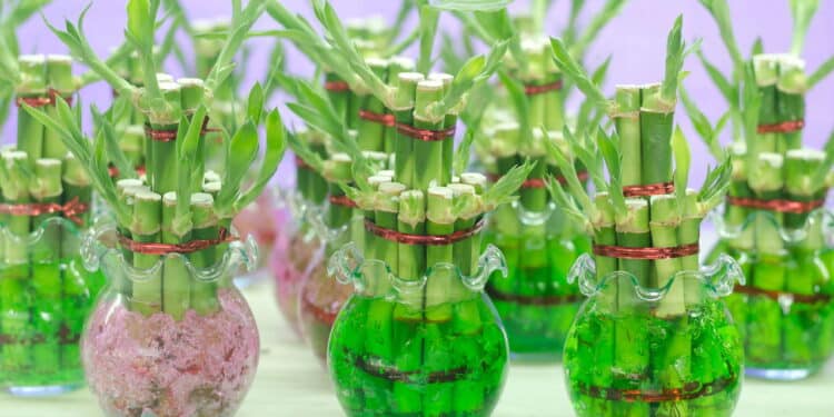 5 plantas bonitas e baratas para ter em casa sem gastar muito