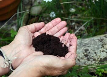 Receita de adubo caseiro com borra de café e casca de ovo! Suas plantas vão crescer rápido!