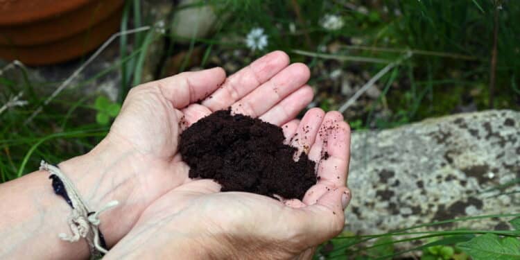 Receita de adubo caseiro com borra de café e casca de ovo! Suas plantas vão crescer rápido!