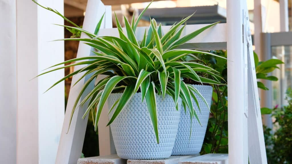 Créditos: depositphotos.com / Ga_Na