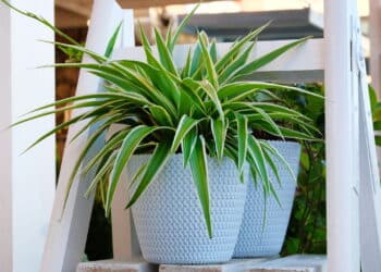 Créditos: depositphotos.com / Ga_Na