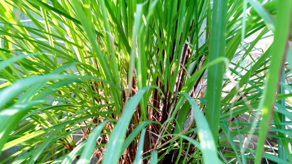 Descubra 5 plantas PODEROSAS que expulsam escorpiões do seu jardim