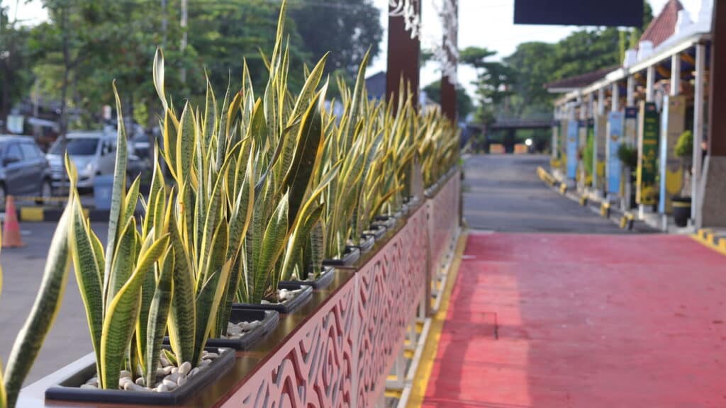 Especialistas apontam as melhores plantas que purificam o ar da sua casa!