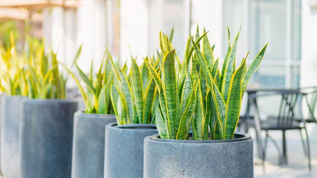As 3 plantas mais fáceis de cuidar dentro de casa!