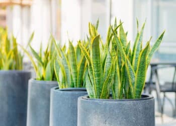 As cinco plantas mais resistentes que purificam o ar em casa
