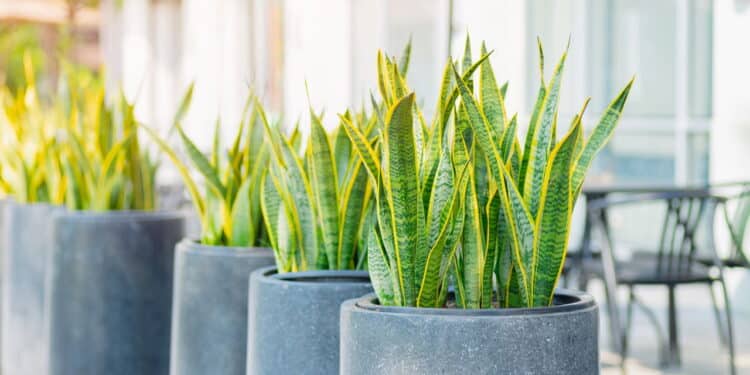 Especialistas apontam as melhores plantas que purificam o ar da sua casa!