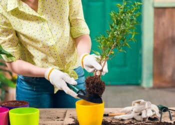 Quem tem plantas em casa pode ter estas características de acordo com a ciência!