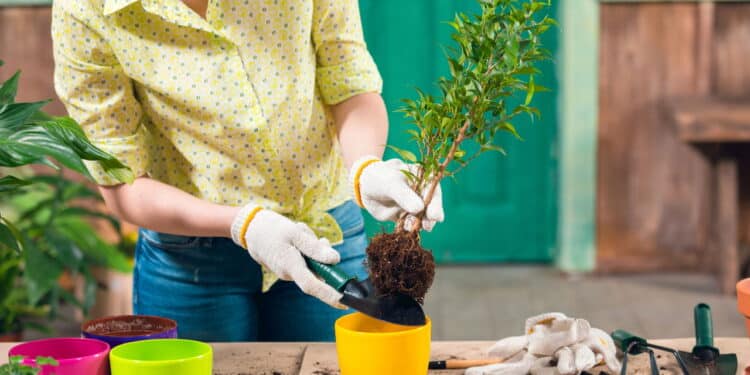 Quem tem plantas em casa pode ter estas características de acordo com a ciência!