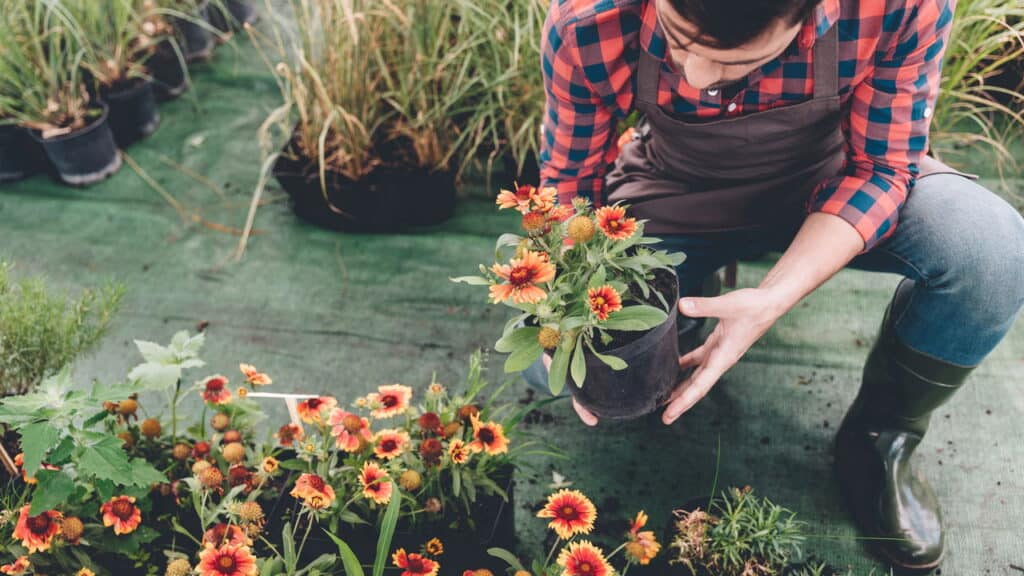 Quem tem plantas em casa pode ter estas características de acordo com a ciência!