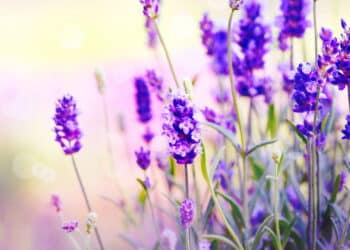 Créditos: depositphotos.com / Subbotina