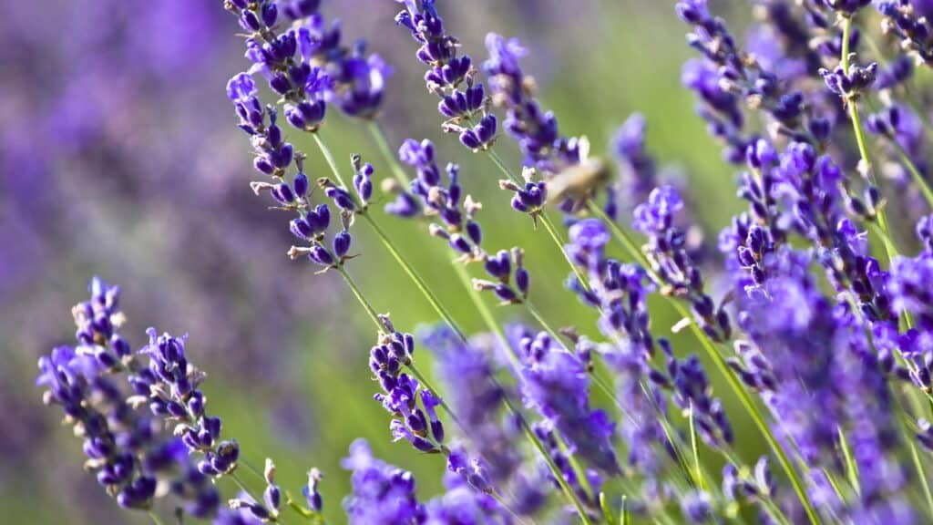 3 plantas repelentes de escorpiões que todo mundo deveria ter em casa!