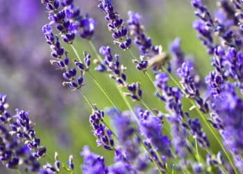 3 plantas repelentes de escorpiões que todo mundo deveria ter em casa!