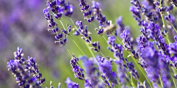 3 plantas repelentes de escorpiões que todo mundo deveria ter em casa!