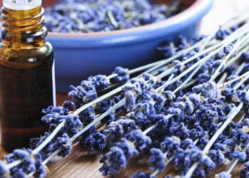 O que acontece com seu corpo após inalar lavanda vai te surpreender!