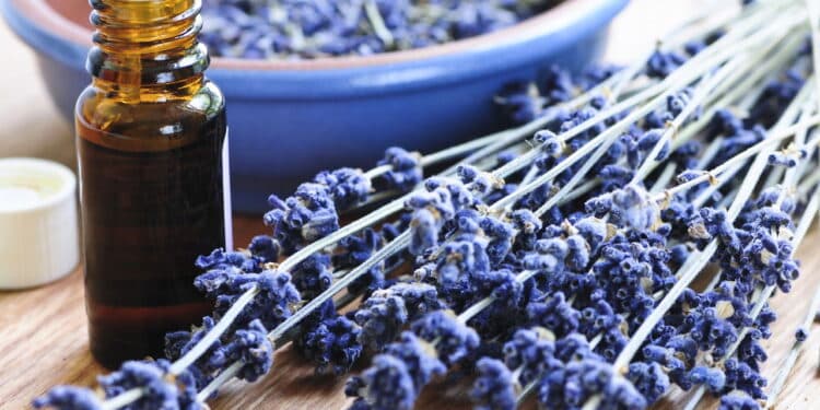 O que acontece com seu corpo após inalar lavanda vai te surpreender!