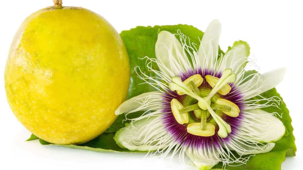 Como plantar maracujá? Veja como ter um pé de maracujá em casa!