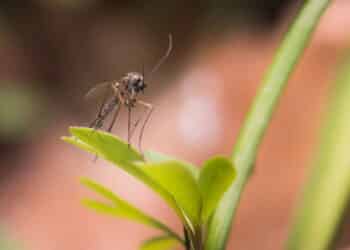 Uma erva perfumada que afasta mosquitos e deixa a casa mais bonita!