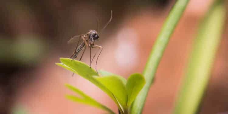 Uma erva perfumada que afasta mosquitos e deixa a casa mais bonita!