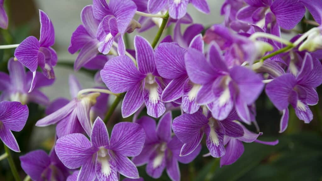 Como plantar orquídea em casa fácil e rápido!