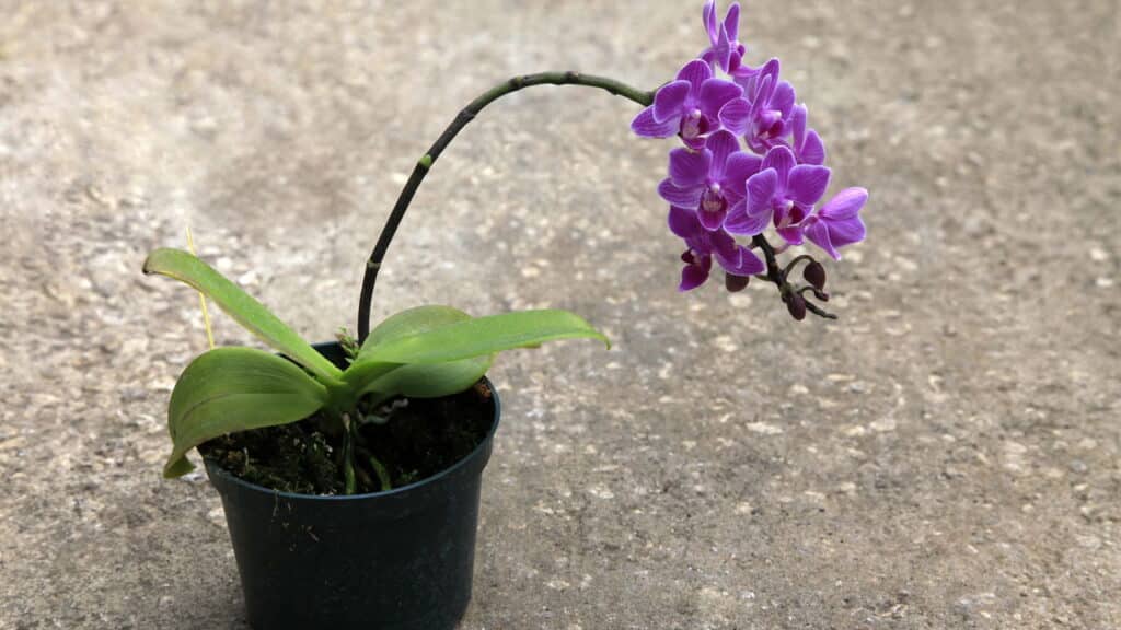 Essa planta virou a queridinha dos brasileiros e o motivo surpreende!