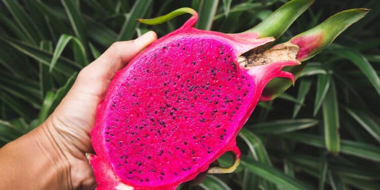 Aprenda a melhor técnica para cultivar pé de Pitaya no vaso e se delicie com essa frutinha!