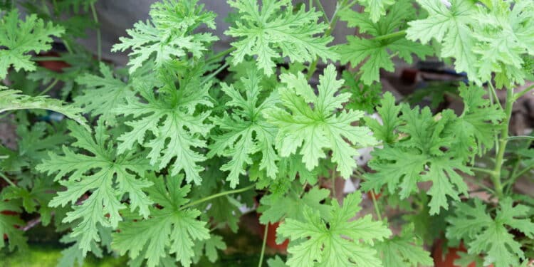3 plantas repelentes de escorpiões que todo mundo deveria ter em casa!