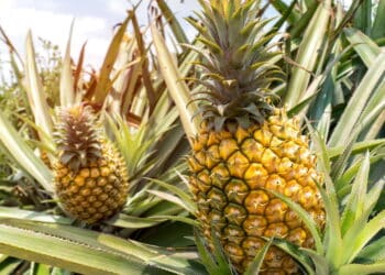 Como plantar abacaxi? Truques e dicas fáceis para cultivar na sua casa!