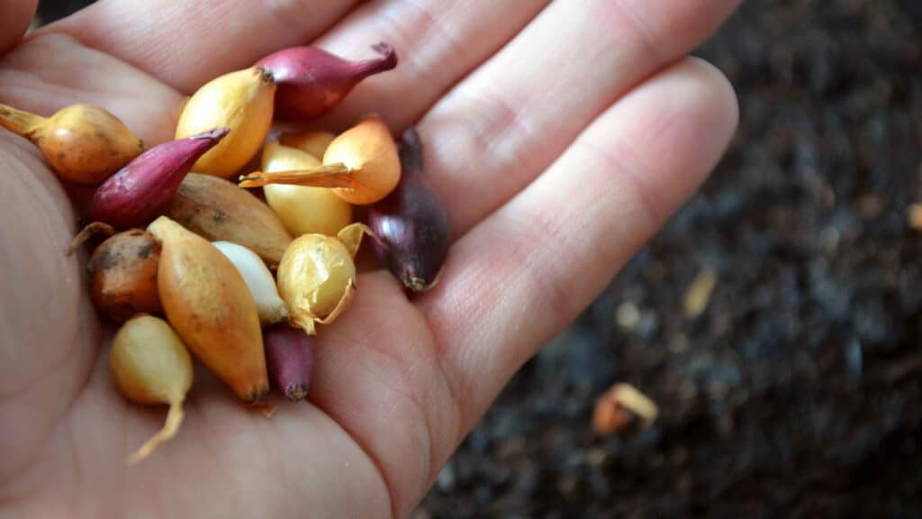 Como plantar cebola em casa? Rápido e fácil!
