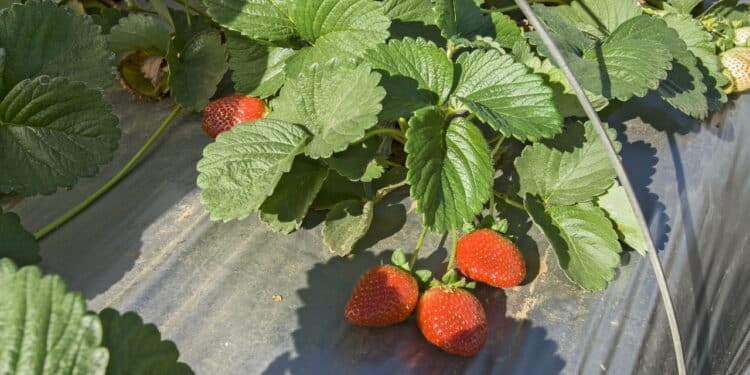 Essa é a maneira mais rápida de plantar morango em casa!