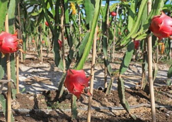 Como plantar pitaya em vaso para produzir em menos de 3 messes?