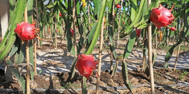 Como plantar pitaya em vaso para produzir em menos de 3 messes?