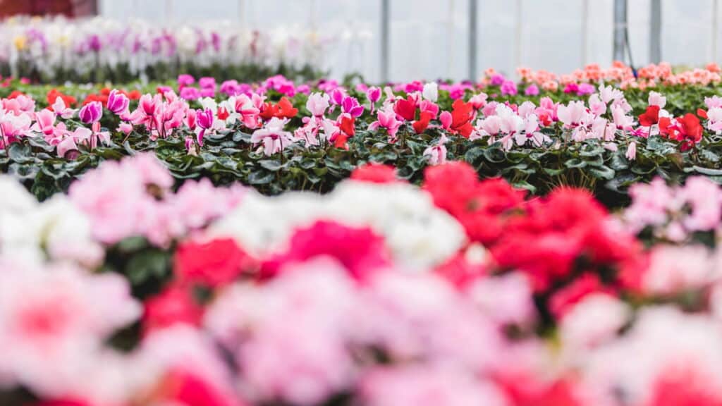 Essa é a maneira mais fácil e rápida de plantar rosas e ter sua casa sempre florida!