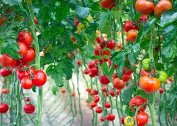 Especialistas recomendam o cultivo desta planta junto aos tomateiros para que cresçam suculentos e cheios de força!