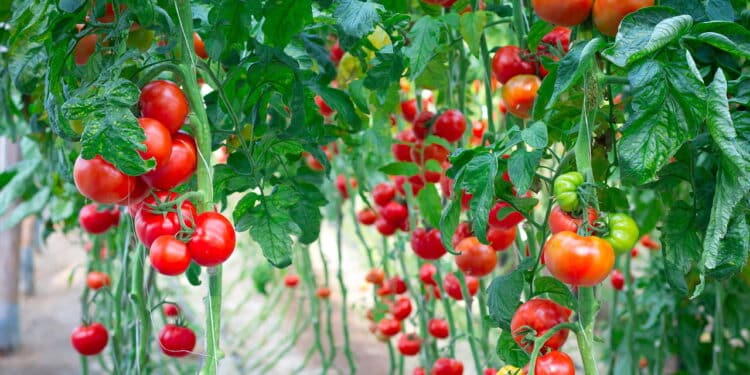 Especialistas recomendam o cultivo desta planta junto aos tomateiros para que cresçam suculentos e cheios de força!