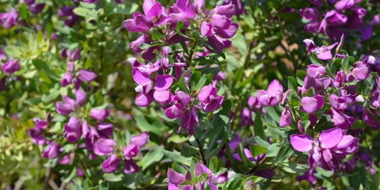6 plantas perenes que você precisa ter no jardim pela durabilidade