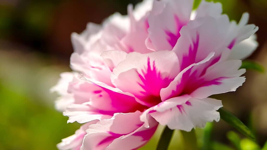 Créditos: depositphotos.com / Elhawulansari