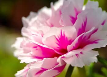 Créditos: depositphotos.com / Elhawulansari