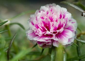 Créditos: depositphotos.com / dan@dc-service.se