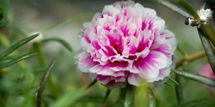 Créditos: depositphotos.com / dan@dc-service.se