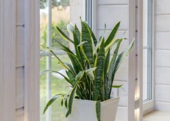 Essa é a melhor planta contra inveja para ter na frente de casa!