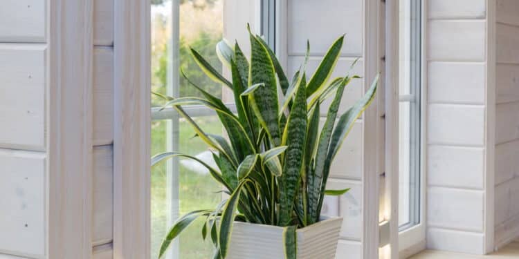 Essa é a melhor planta contra inveja para ter na frente de casa!