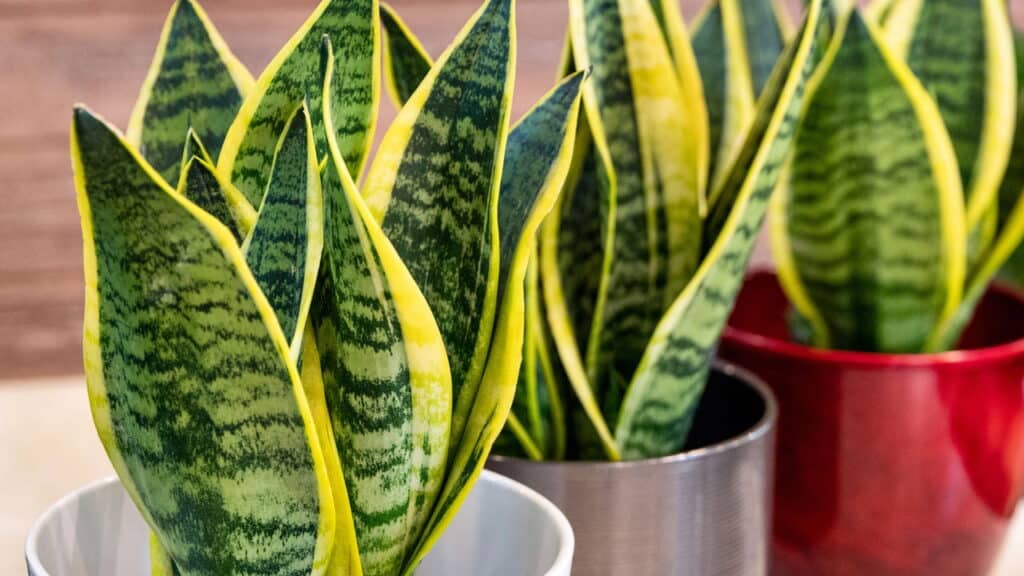 Essa é a melhor planta contra inveja para ter na frente de casa!