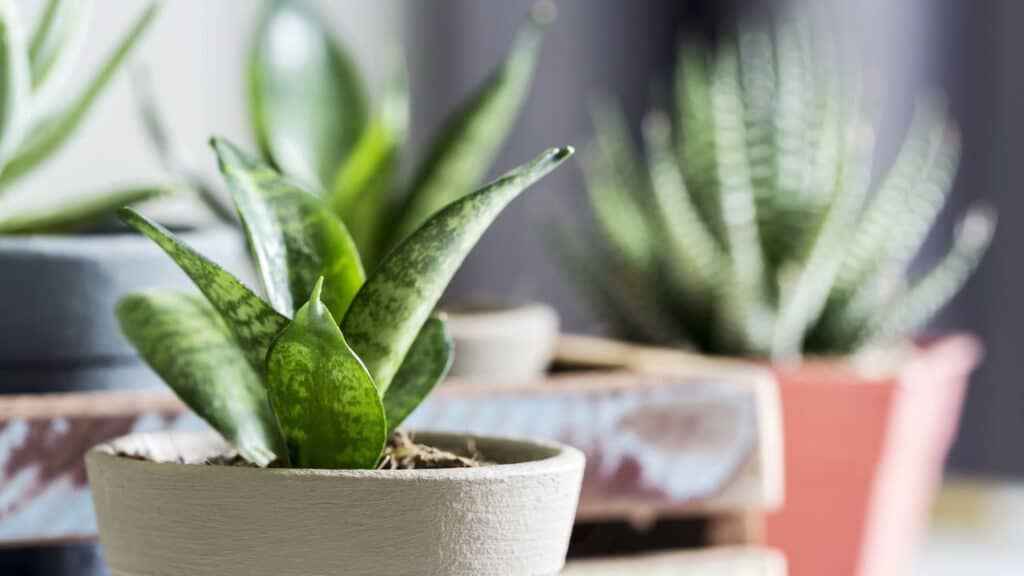 Essa planta virou febre entre brasileiros por trazer mais dinheiro para sua casa!