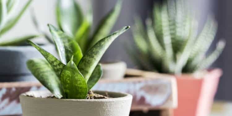 Essas 3 plantas purificam o ar e ainda cuidam da sua saúde!