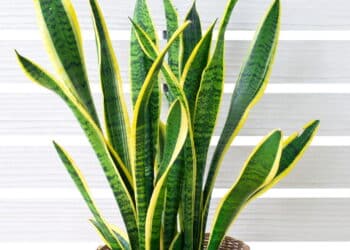 Essa planta virou febre entre brasileiros por trazer mais dinheiro para sua casa!