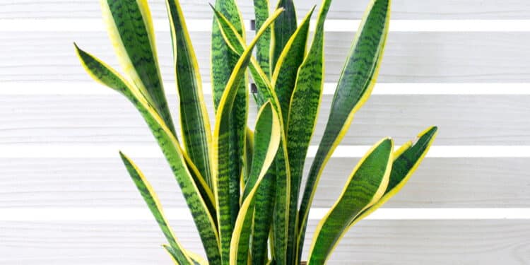 Essa planta virou febre entre brasileiros por trazer mais dinheiro para sua casa!